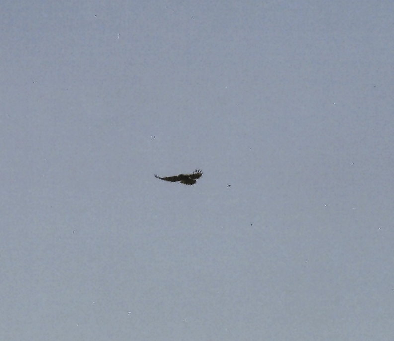 volo d'' angelo